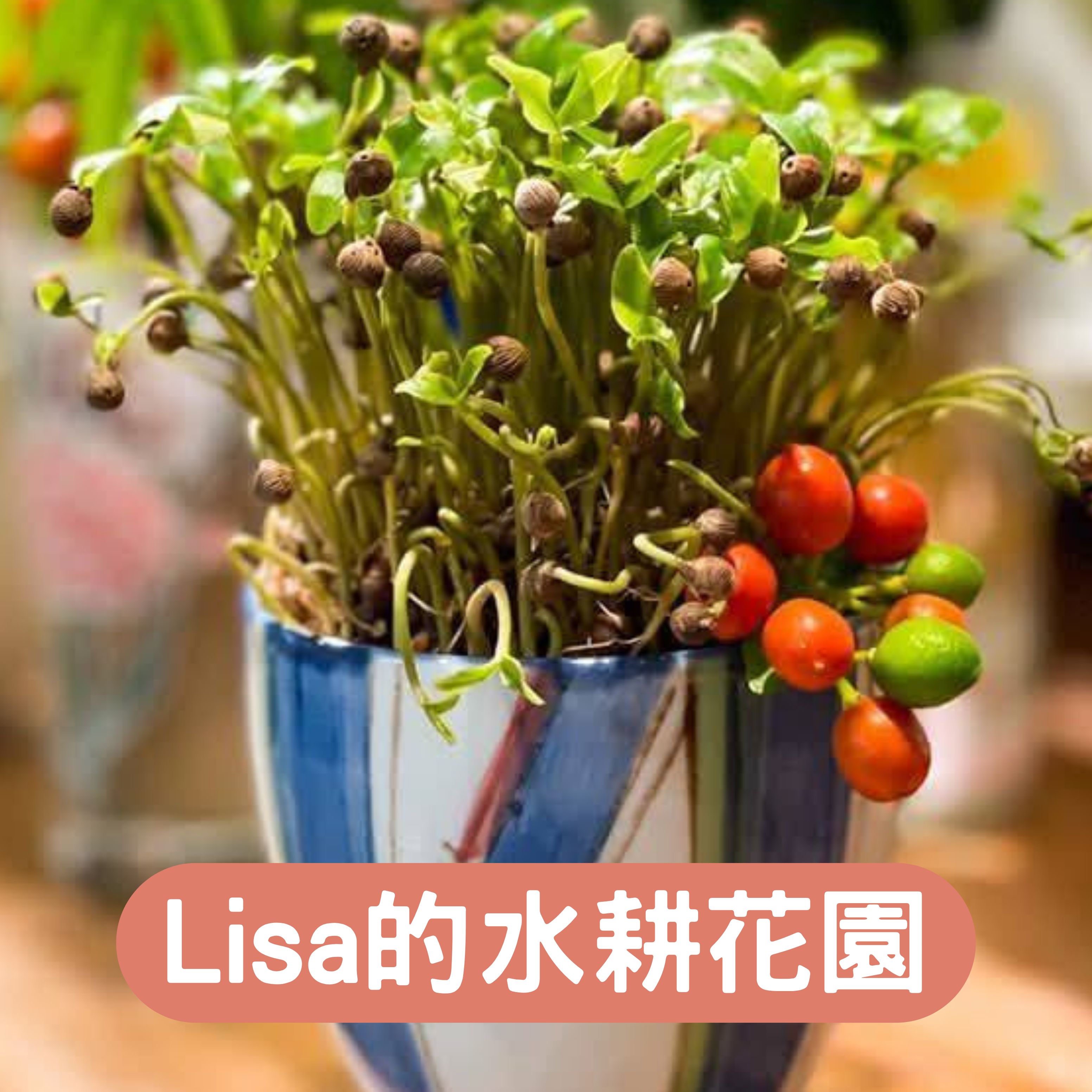 Lisa的水耕花園